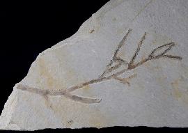 Brachyphyllum cf. nepos SAPORTA - Bild © FossNet FossilienStore